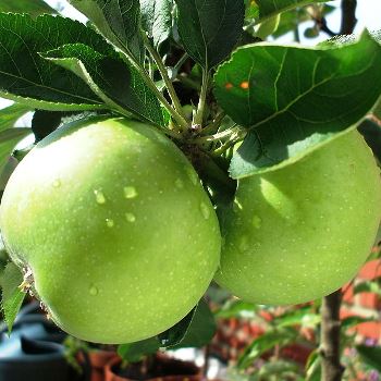 Основные секреты сбора и хранения урожая яблок и груш