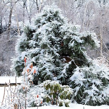 Снег на деревьях – убирать или оставить