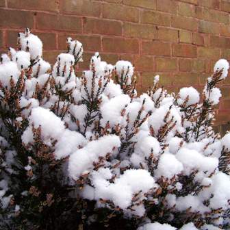 Снег в жизни садовых растений – готовим почву зимой