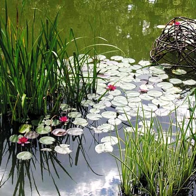 Создание водоёмов в саду – просто и доступно