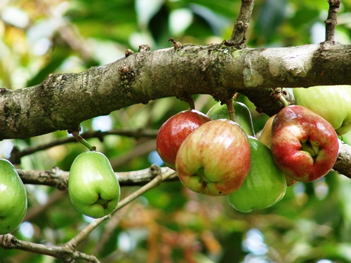 Малайские яблоки