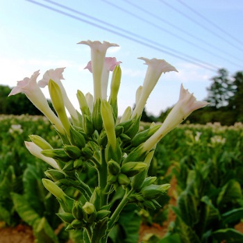 Выращивание табака рассадой
