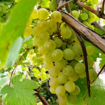 Технические сорта винограда