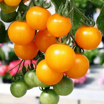 Желтые сорта томатов: плюсы и минусы