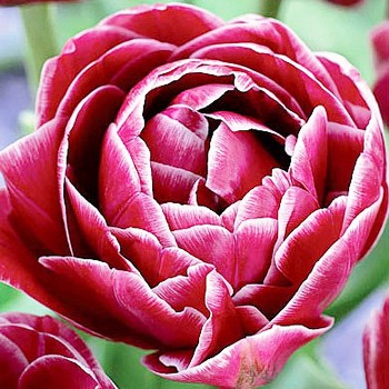 Сорта тюльпанов: самые интересные представители луковичных