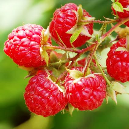 Как правильно удобрять ягодные кустарники: смесь и количественные составляющие удобрений
