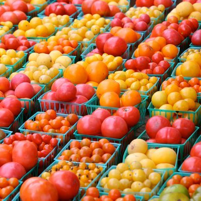 Урожайные сорта северных томатов – дают сверхранние и вкусные плоды
