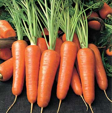 Морковь и ее вредители: как бороться, если не удалось предотвратить 