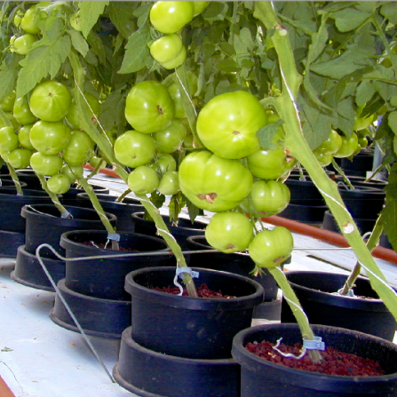 Выращиваем томаты в ведрах