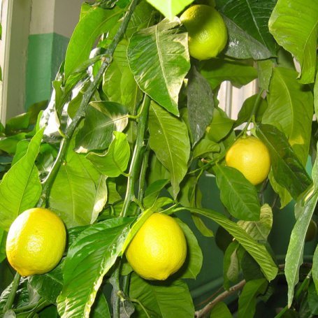 Выращивание экзотов из семян – лимон в каждый дом