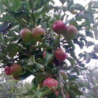Собираем яблоки: августовские урожаи