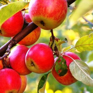 Как хранить яблоки: в бочке и под землей!