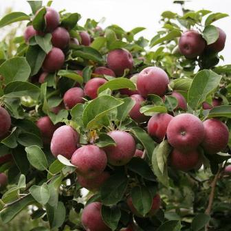 Болезни яблок: угроза для урожая