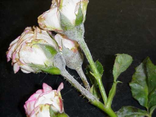 Bolezni roz lechenie