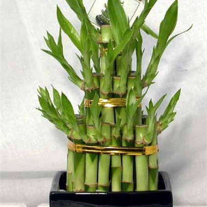 Dracena Laki Bambu