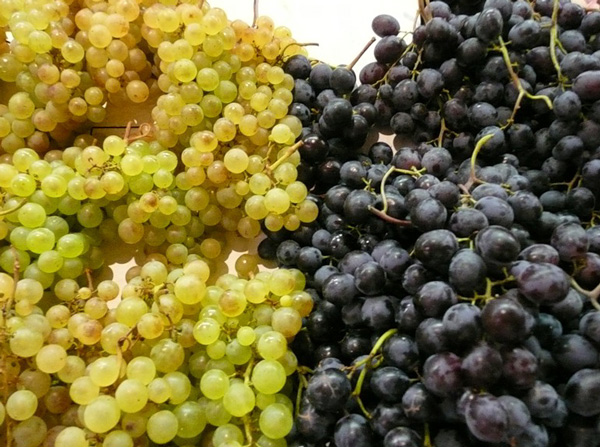 Podbor sortov vinograda soveti