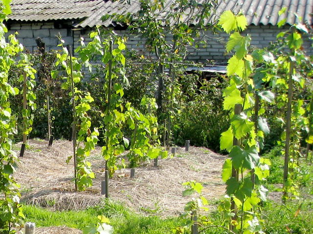 Posadka i borba s sornakami vinograda soveti