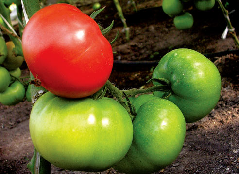 Sozrevanie tomatov uskorit