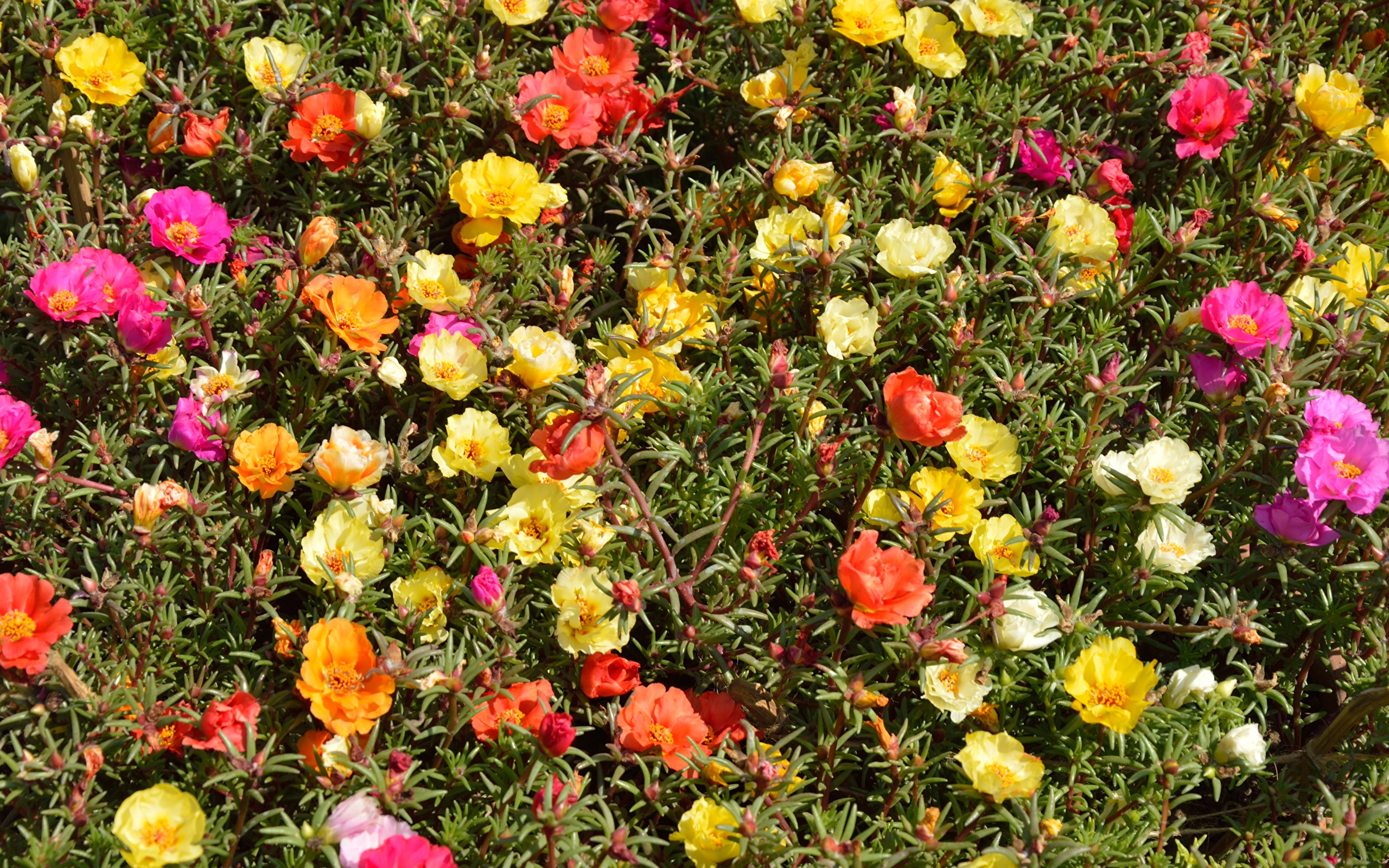 Портулак цветы многолетники фото
