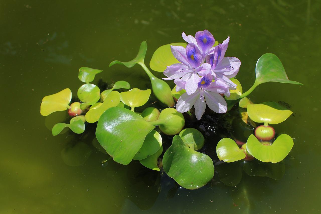 Эйхорния - уникальный водяной гиацинт цветы и садовые растения