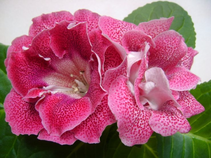 Секреты роскошного цветения глоксиний