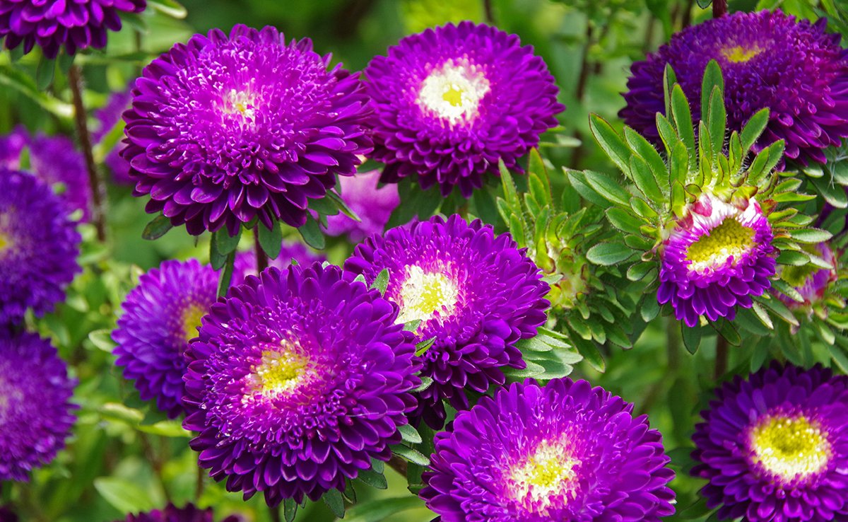 Каллистефус: цветок, известный каждому школьнику цветы и садовые растения