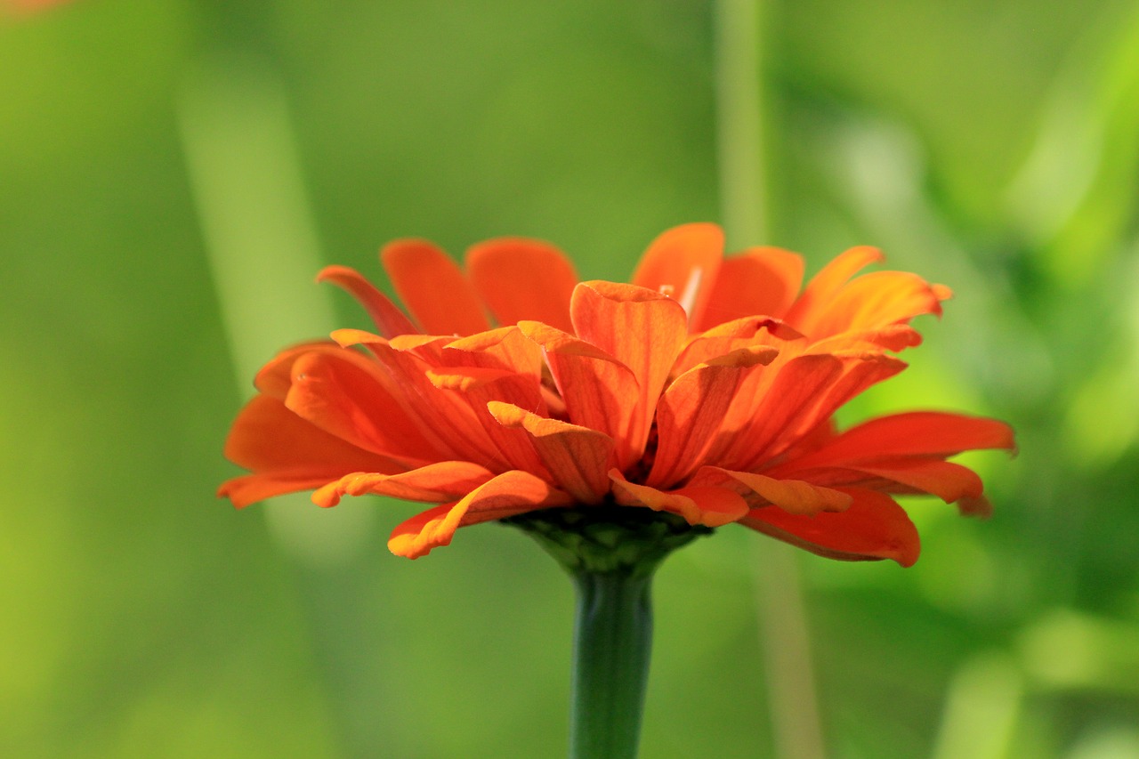 Фото одного летнего цветка оранжевый