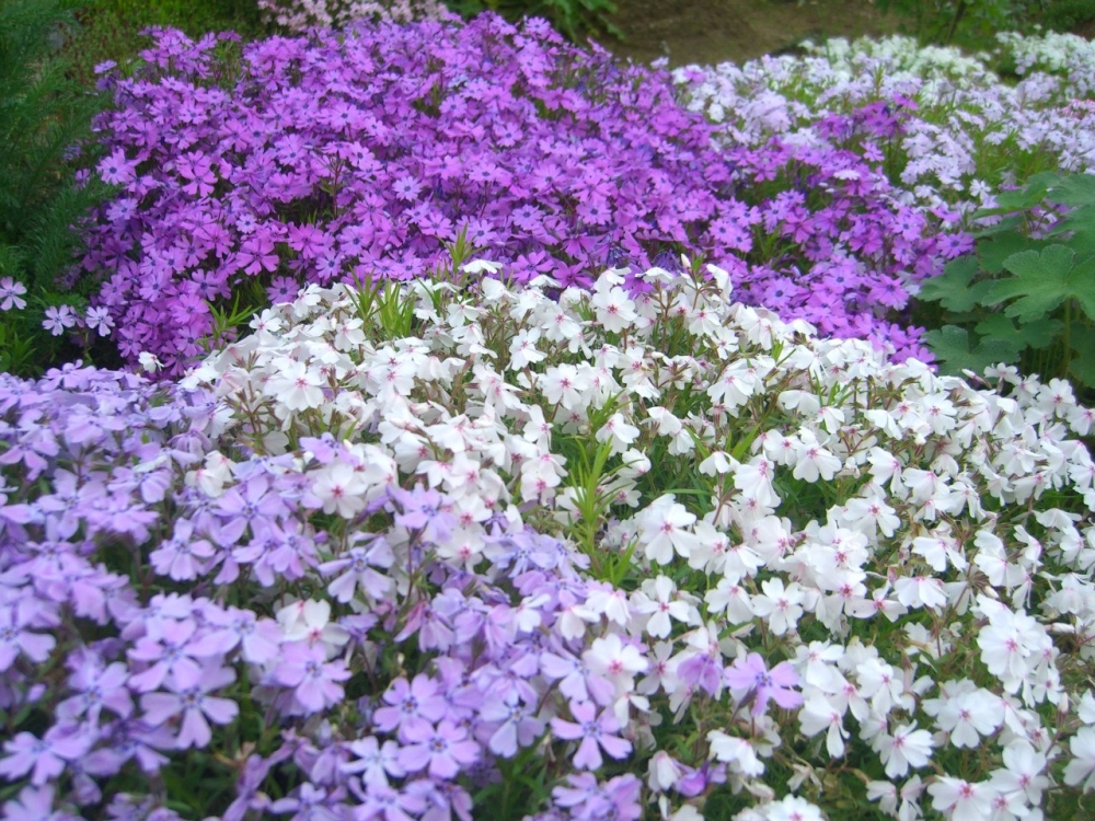 Флокс шиловидный цветы и садовые растения