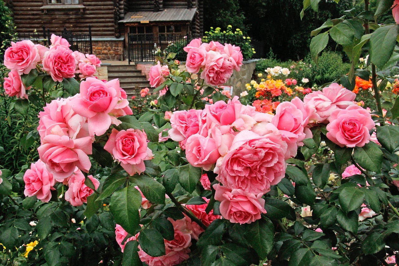 Розы флорибунда  цветы и садовые растения
