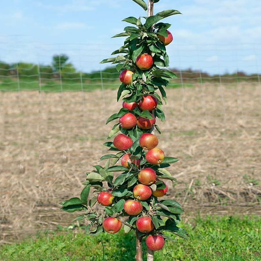 Яблоня колоновидная фрукты и ягоды
