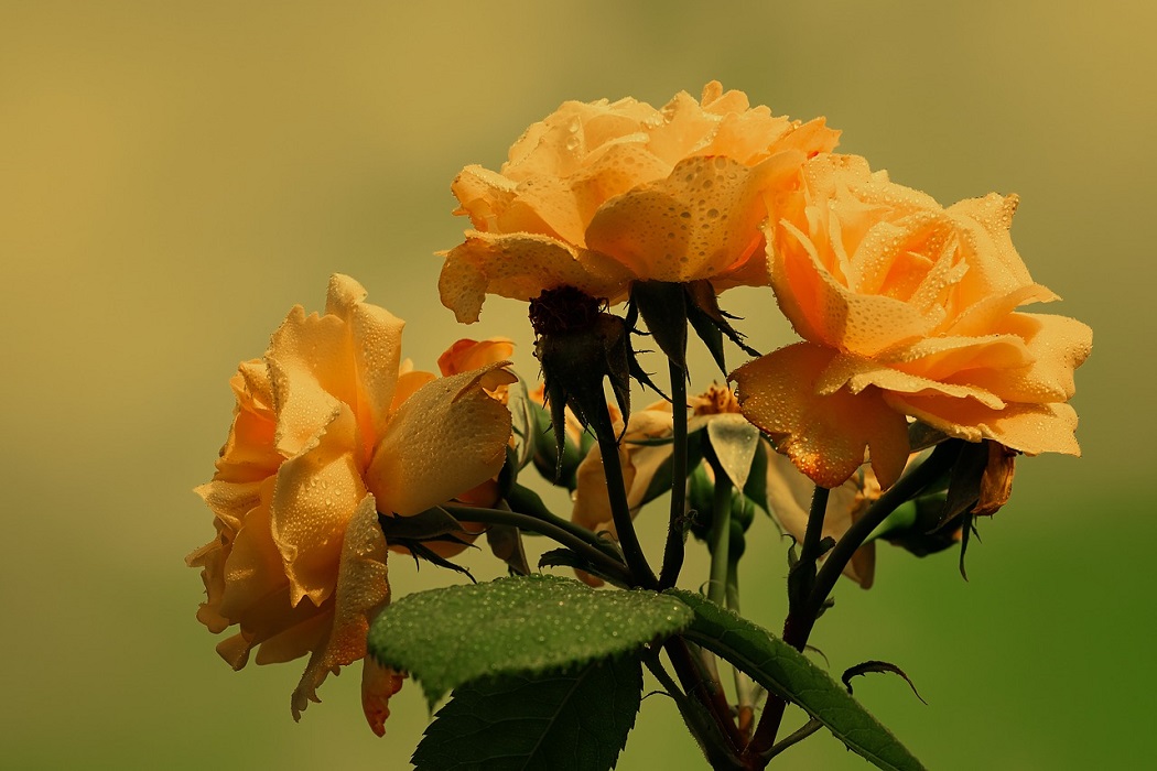 Парковая роза цветы и садовые растения