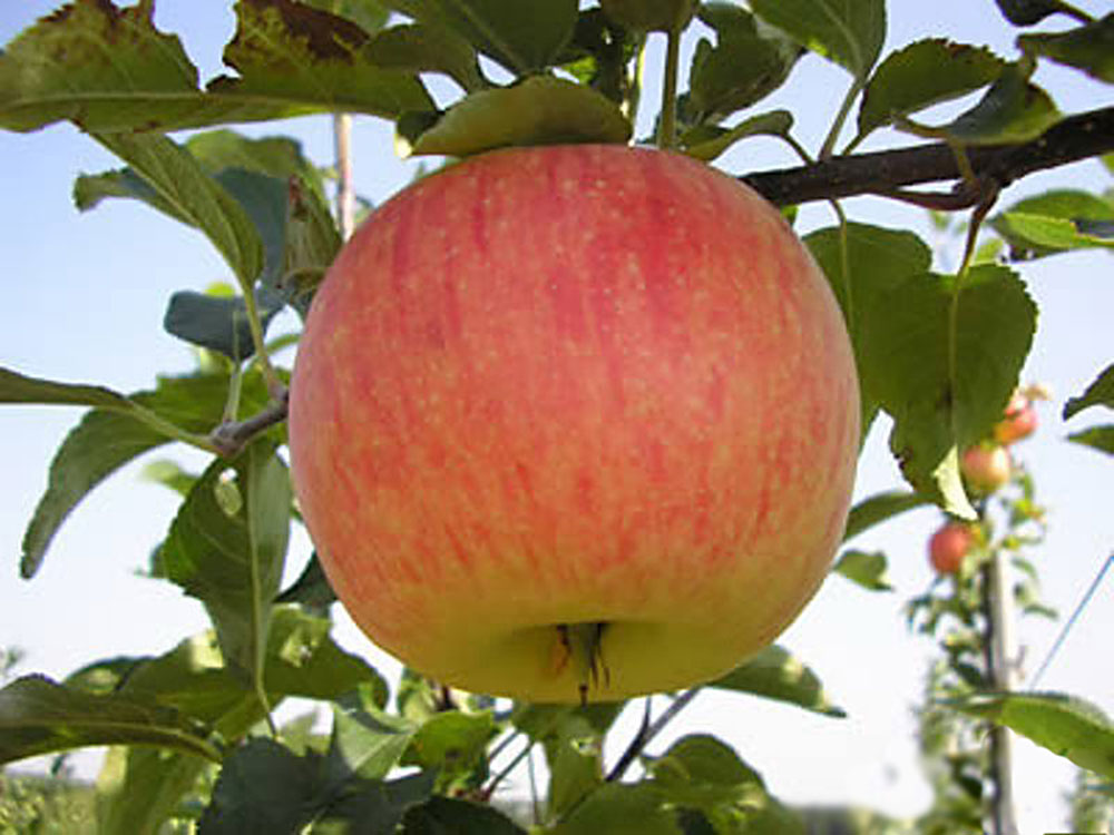 Орловская  полосатая яблоня  фрукты и ягоды