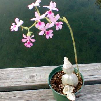 Орхидея комнатные растения