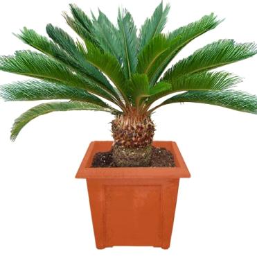 Цикас (Комнатная пальма) комнатные растения