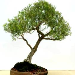 Чайное дерево (Мелалеука) комнатные растения