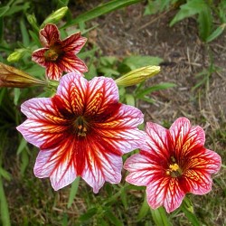 Сальпиглоссис цветы и садовые растения