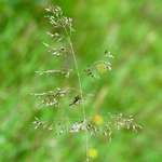Лерхенфельдия газонные травы