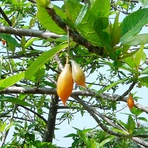 Карика дуболистная фрукты и ягоды