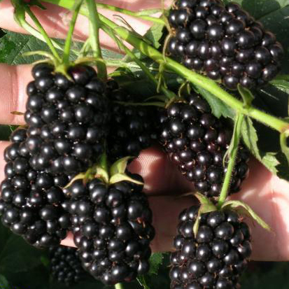 Шелковица черная фрукты и ягоды