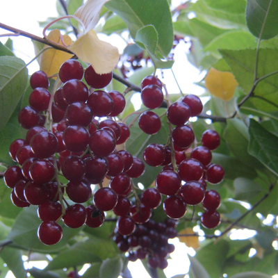 Черемуха виргинская фрукты и ягоды