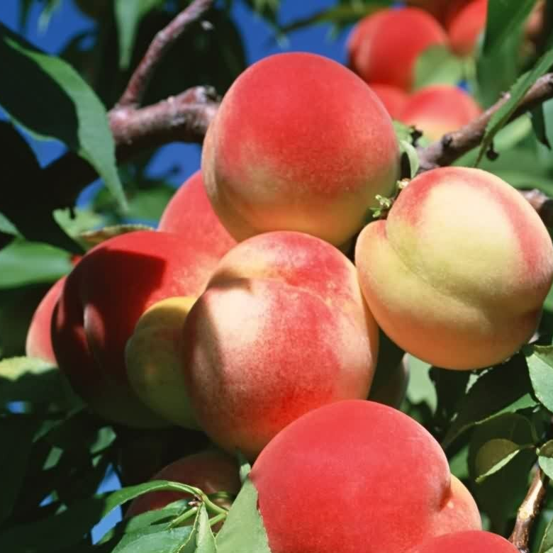 Персик фрукты и ягоды