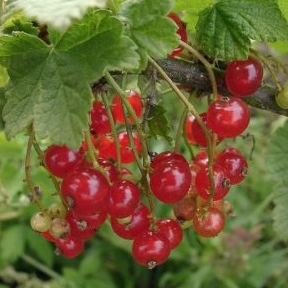 Красная смородина фрукты и ягоды