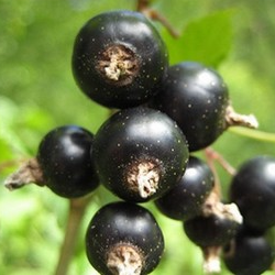Чёрная смородина фрукты и ягоды