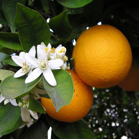 Апельсин фрукты и ягоды