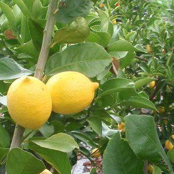 Лимон фрукты и ягоды