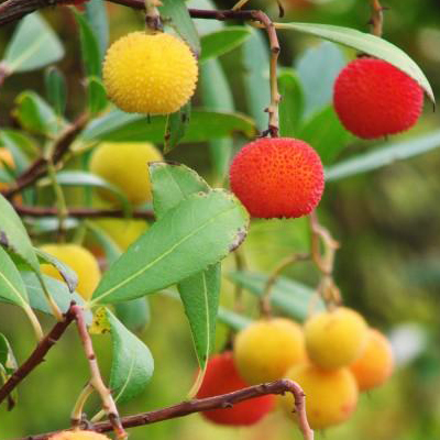 Плоды земляничного дерева фрукты и ягоды