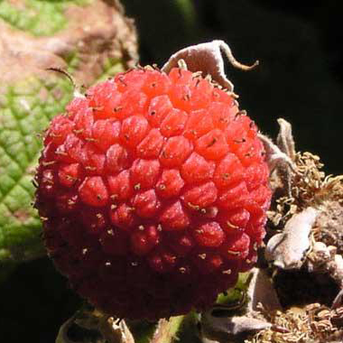 Малина мелкоцветковая фрукты и ягоды