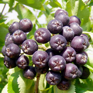 Черноплодная рябина фрукты и ягоды