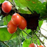 Тамарилло фрукты и ягоды