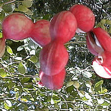 Манильский тамаринд фрукты и ягоды